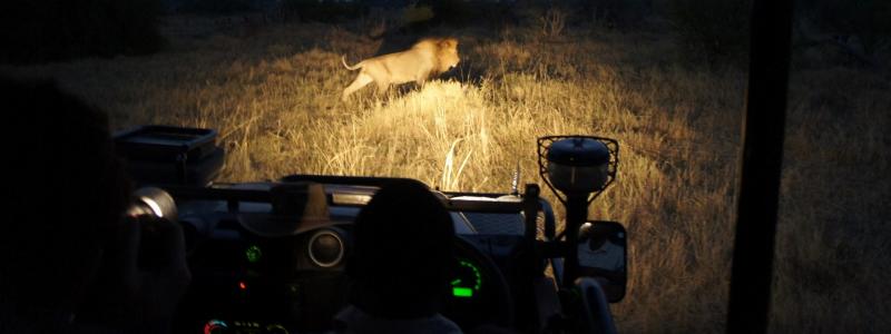 lion Botswana