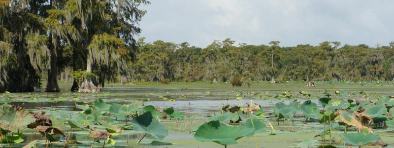 Louisiana swamp